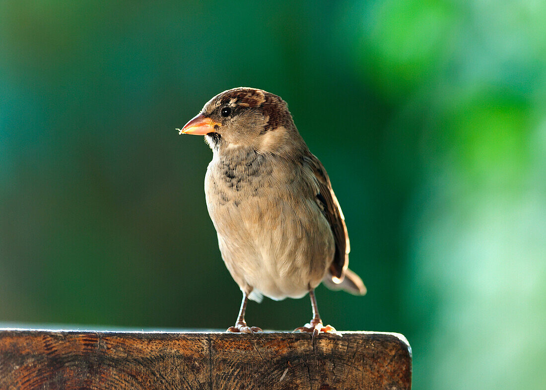 'A Bird Perched; Tarifa, Cadiz, Andalusia, Spain'