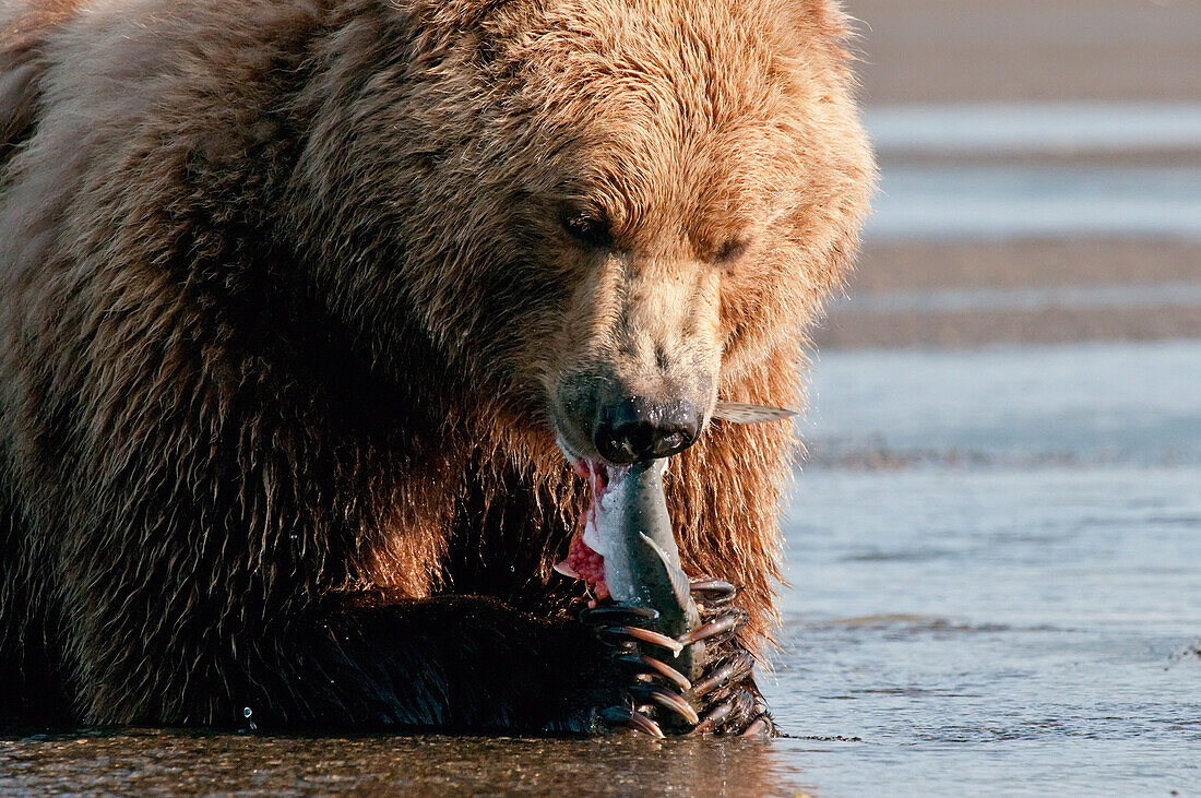 'A Grizzly Bear (Ursus Arctos Horribilis) With A Fish In It's Claws; Alaska, United States Of America'