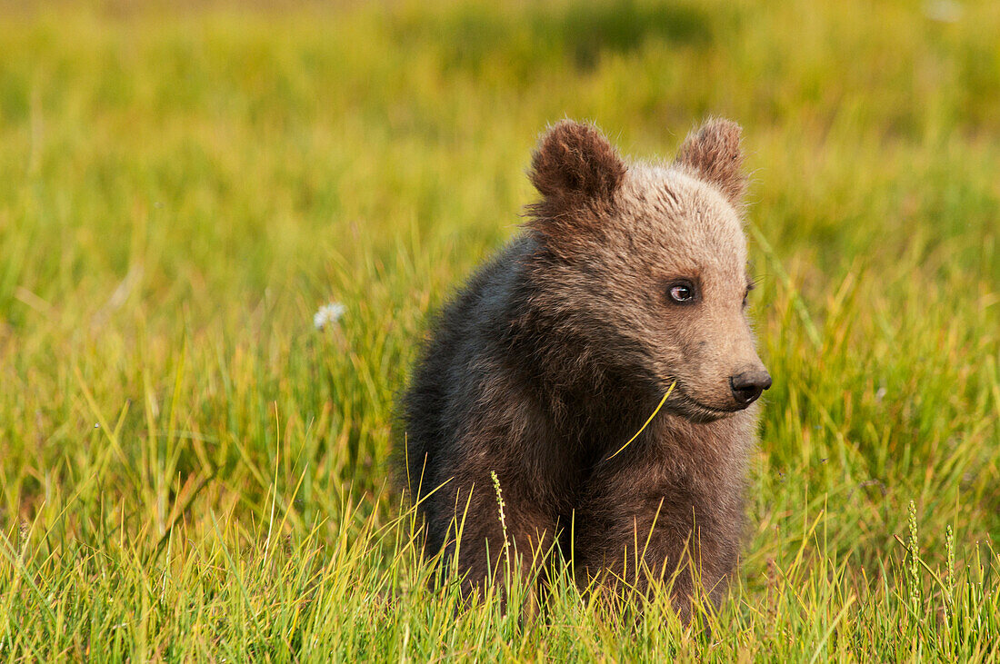 'A Grizzly Bear Cub (Ursus Arctos Horribilis) In A Meadow; Alaska, United States Of America'