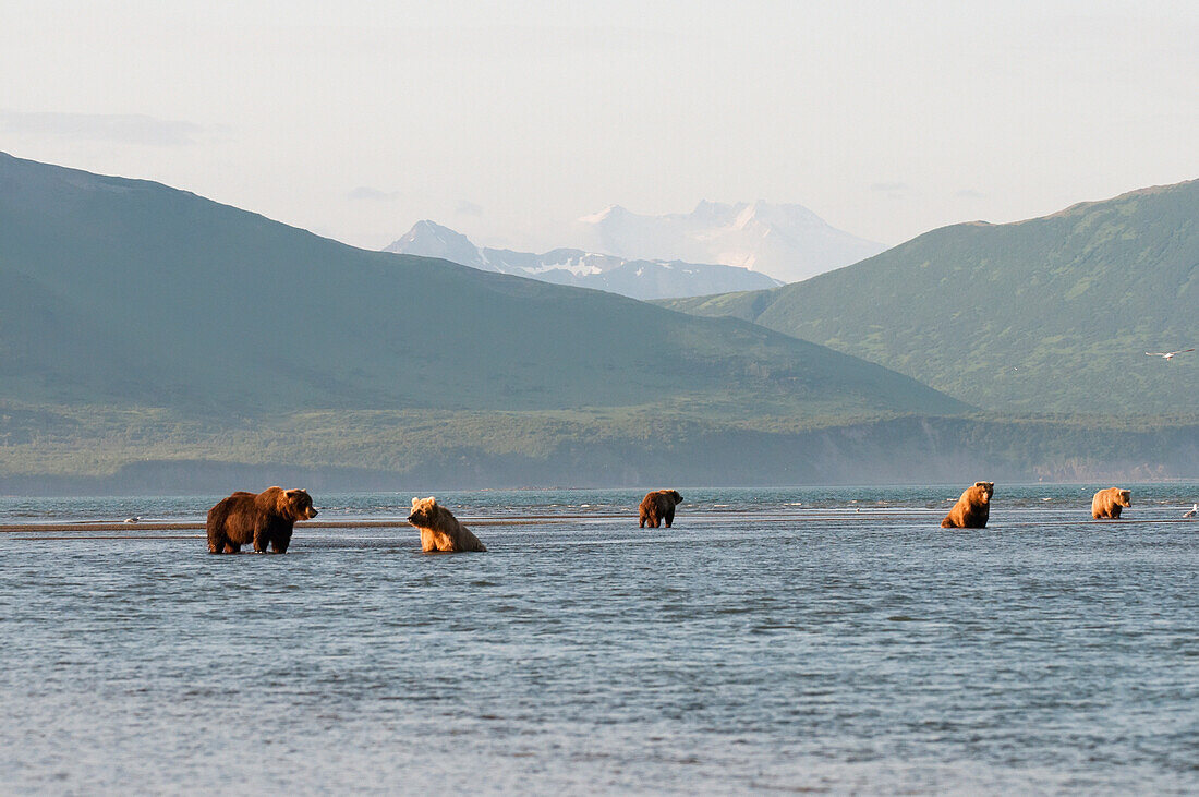 'Five Grizzly Bears (Ursus Arctos Horribilis) Fishing; Alaska, United States Of America'