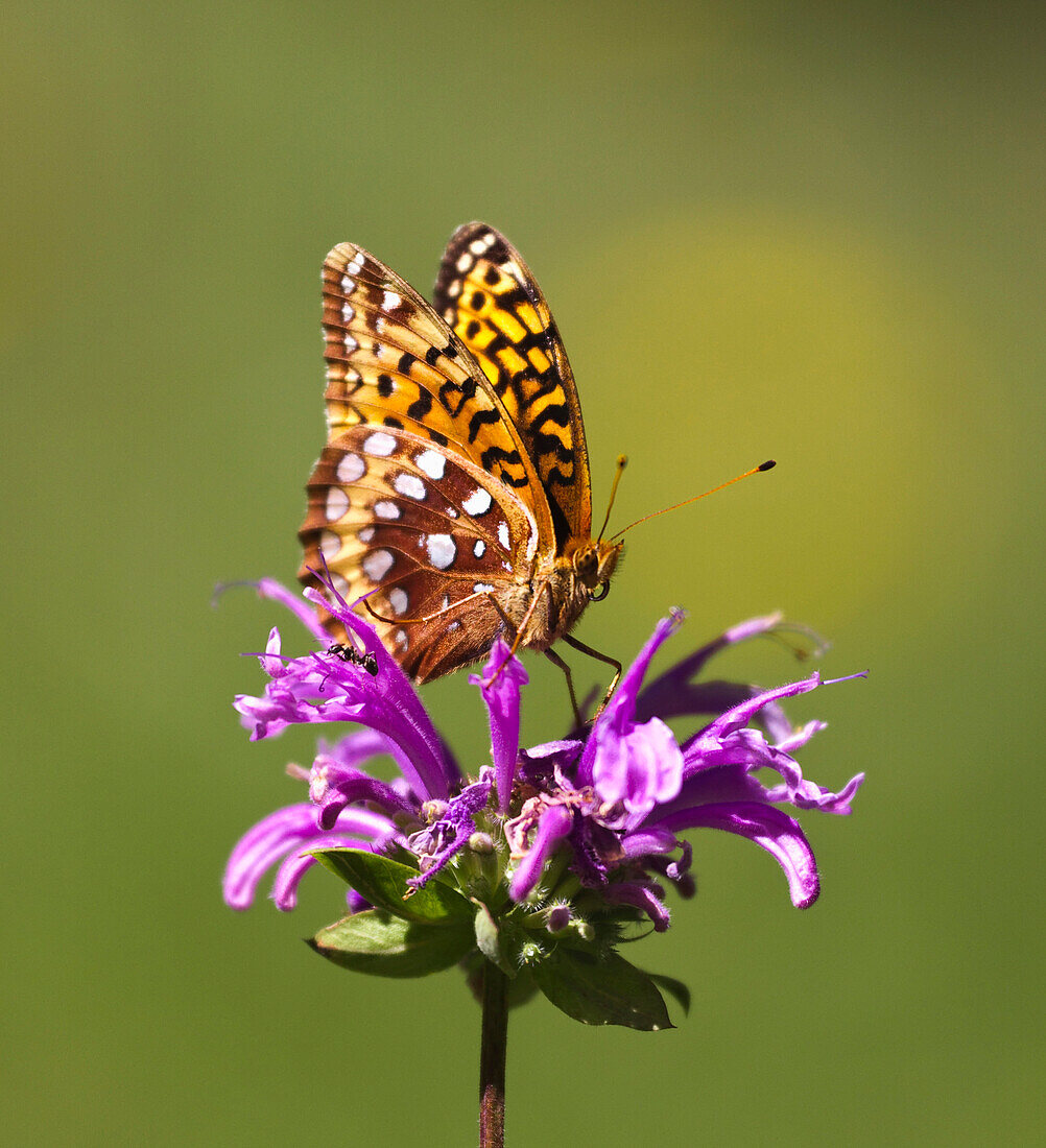'Fritillary Butterfly On A Horsemint Blossom; New Mexico, United States Of America'