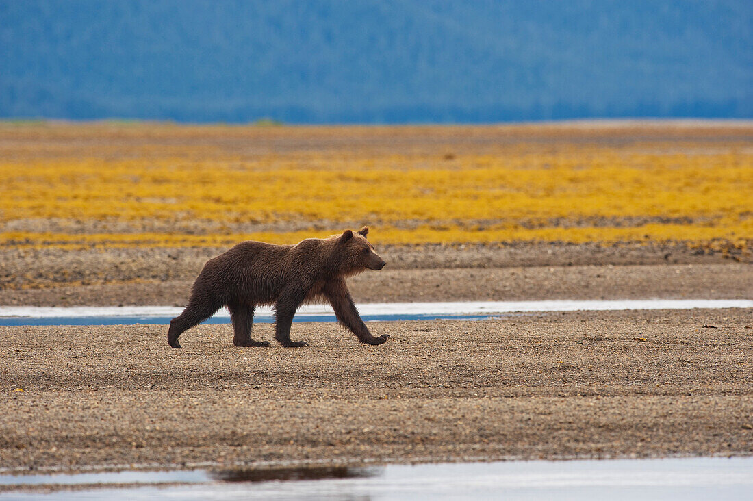 'A Brown Grizzly Bear Walking By A Stream; Tenakee Springs, Alaska, United States Of America'