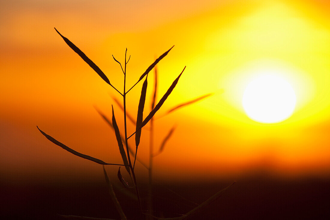 'Canola And The Setting Sun; Three Hills, Alberta, Canada'