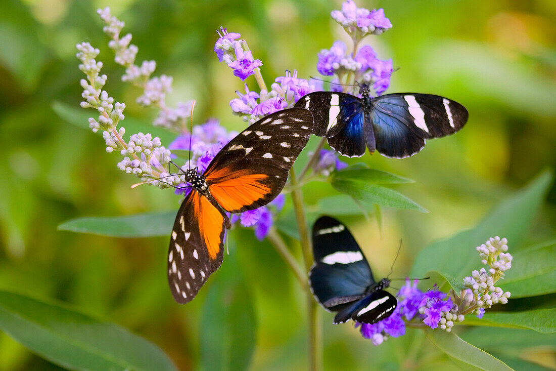 'Three Colorful Butterflies On Blossoms In Spring; Oregon, Usa'