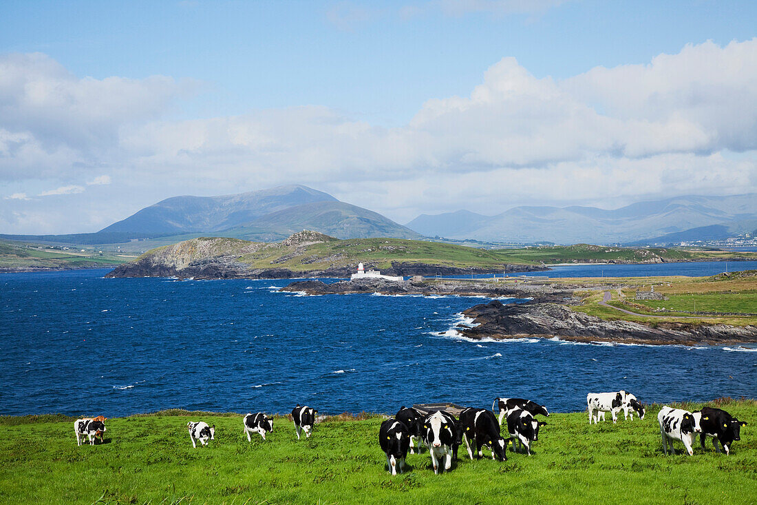 'Herd Of Cows Grazing The Coast; Knightstown, County Kerry, Ireland'