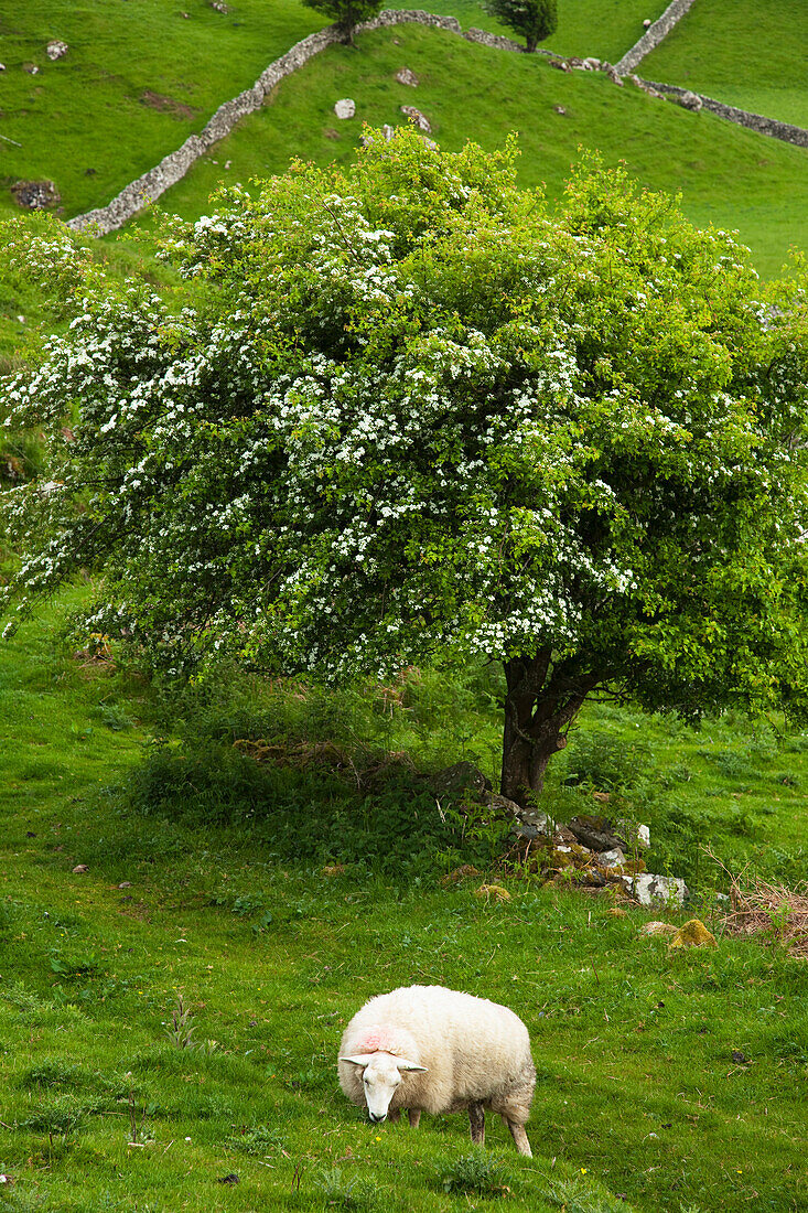 'A Sheep Grazing Under A Tree; County Mayo, Ireland'