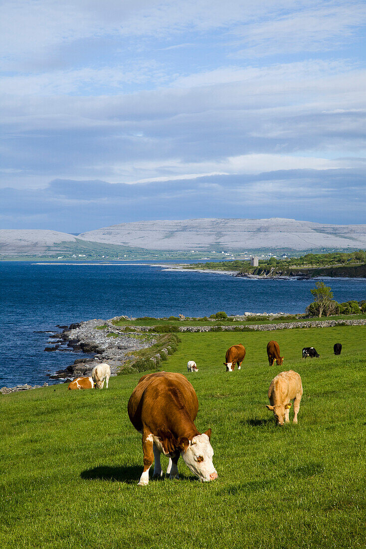 'Cows Grazing On The Burren Coast Near Ballyvaghan; County Clare, Ireland'