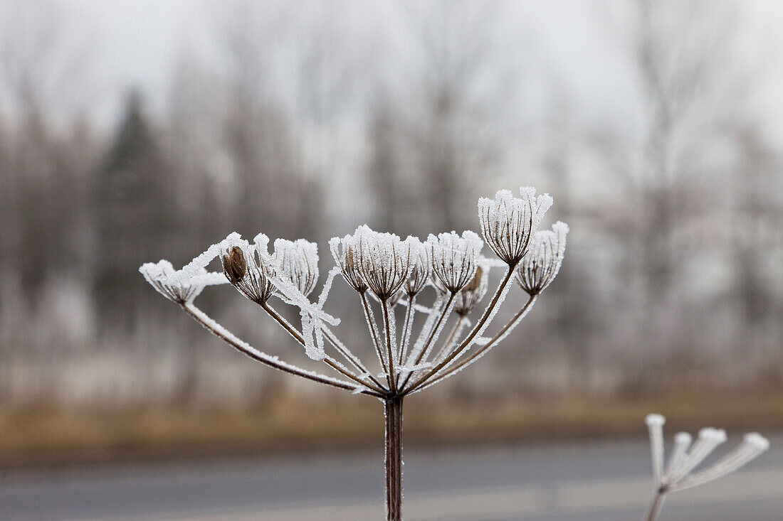 'Close-Up Detail Of Frost On Plant; Cumbria, England'