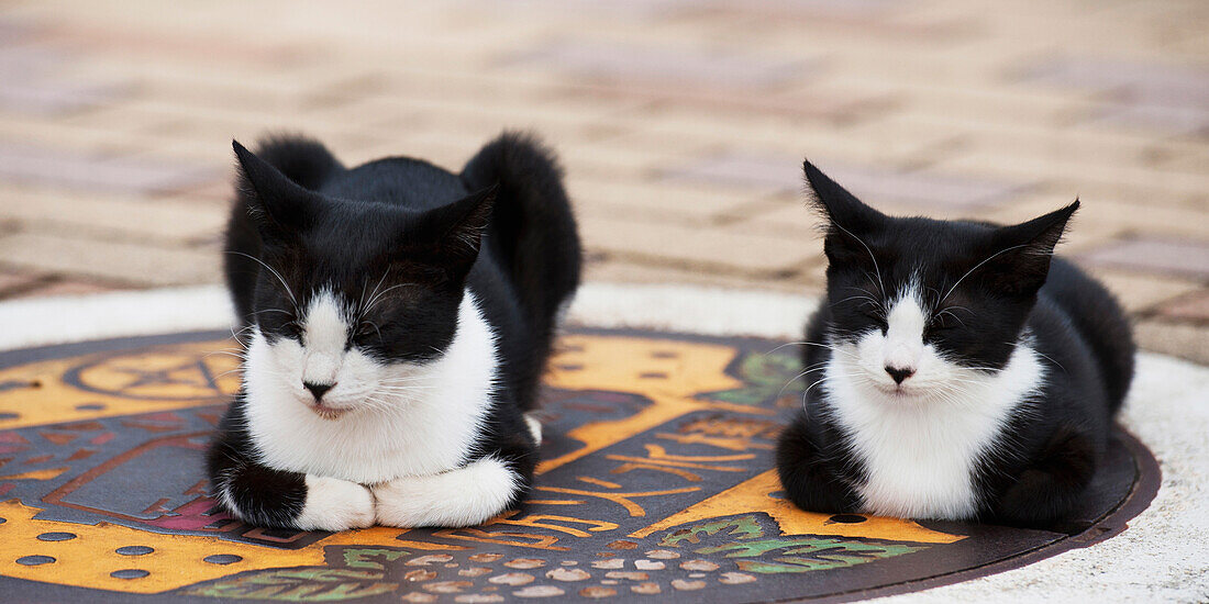 'Two Cats Sitting On A Decorative Stone On The Ground; Nagasaki, Japan'