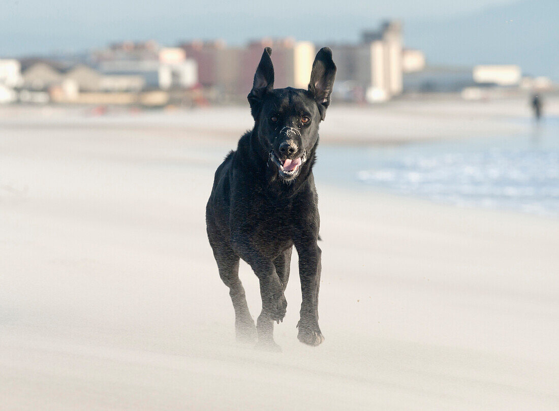 'Black Labrador Dog Running On Beach; Los Lances Beach, Tarifa, Cadiz, Andalucia, Spain'