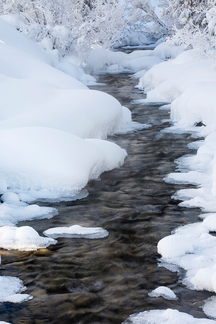 'Open Running Creek With Snow Covered Banks And Frost On The Trees; Lake Louise, Alberta, Canada'