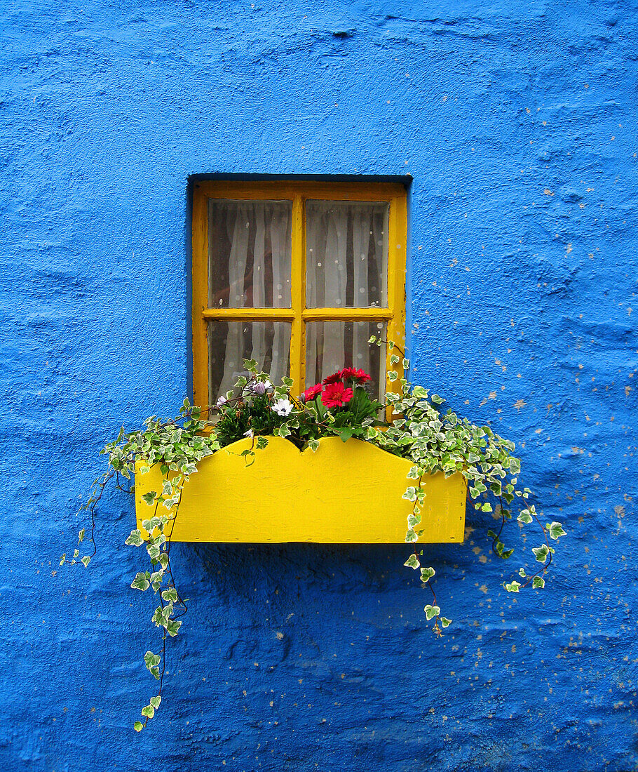 'A Yellow Flower Box Under The Window Of A Blue House; Kinsale, County Cork, Ireland'
