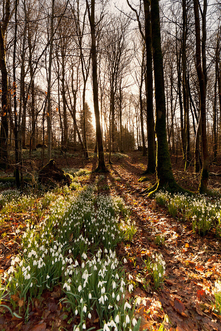 'White Flowers Growing On The Forest Floor At Sunset; Dumfries, Scotland'
