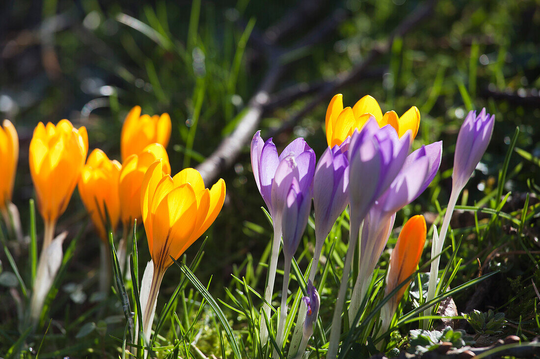 'Close-Up Colorful Flowers; Dumfries, Scotland'