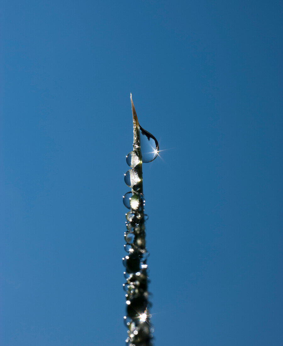'Close-Up Of Dewdrops On Blade Of Grass Against Blue Sky; New Mexico, Usa'