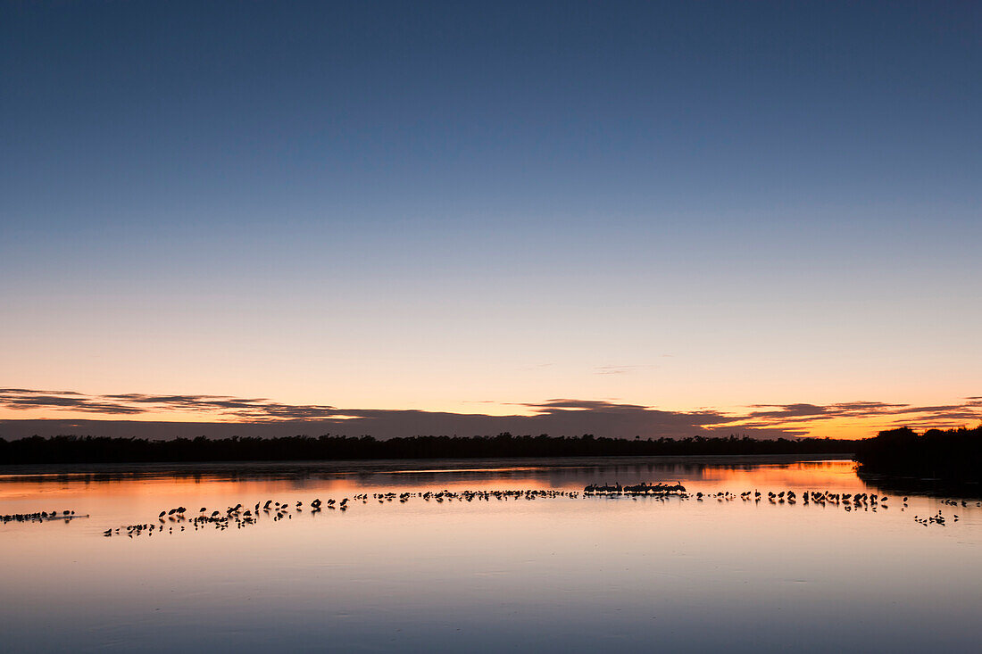 'Wading Birds In Water At Twilight At J. N. Ding Darling National Wildlife Refuge; Sanibel Island, Florida, Usa'