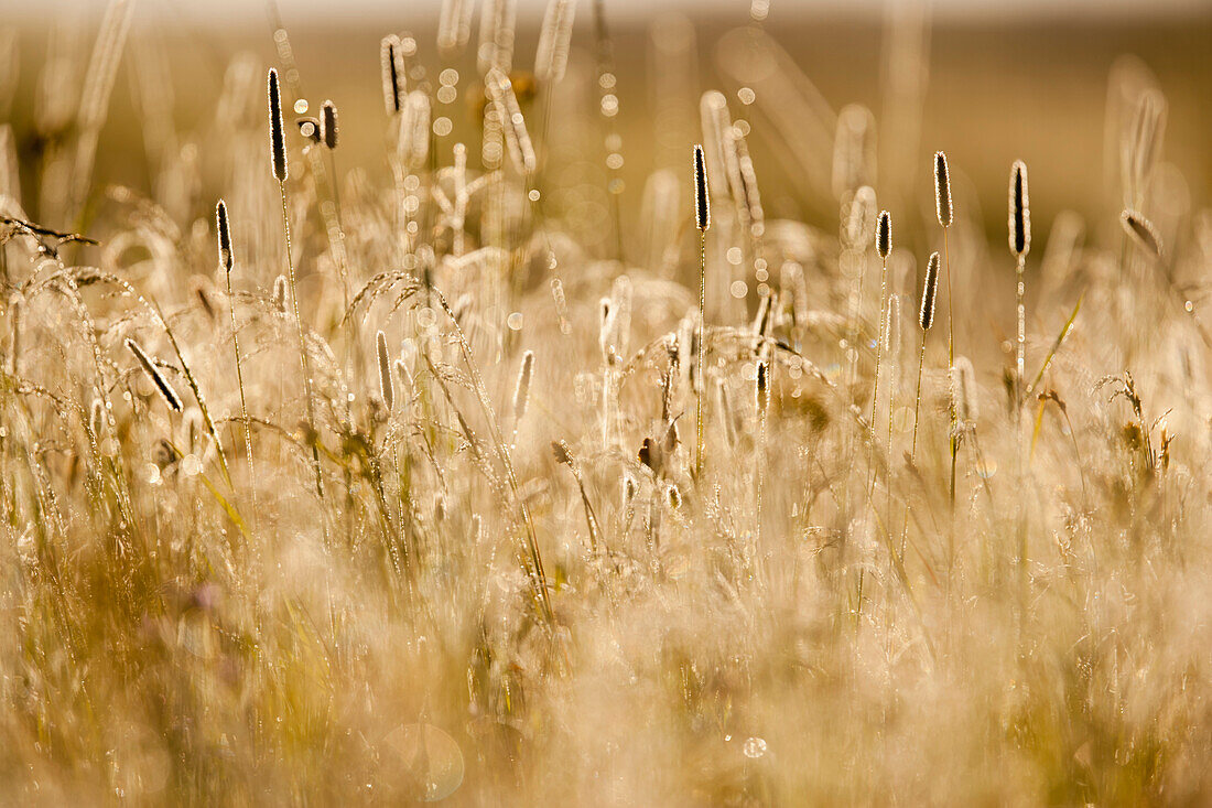 'Close-Up Of Dew-Covered Grass At Sunrise; Wyoming, Usa'