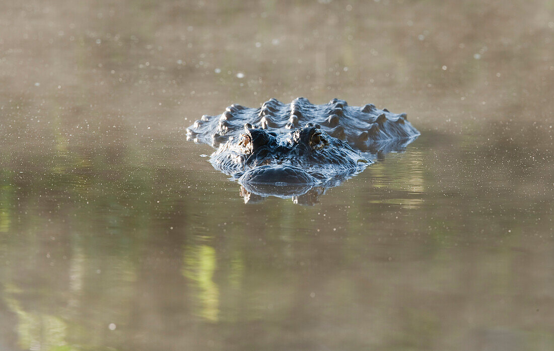 'Alligator On Surface Of Water; Florida, Usa'