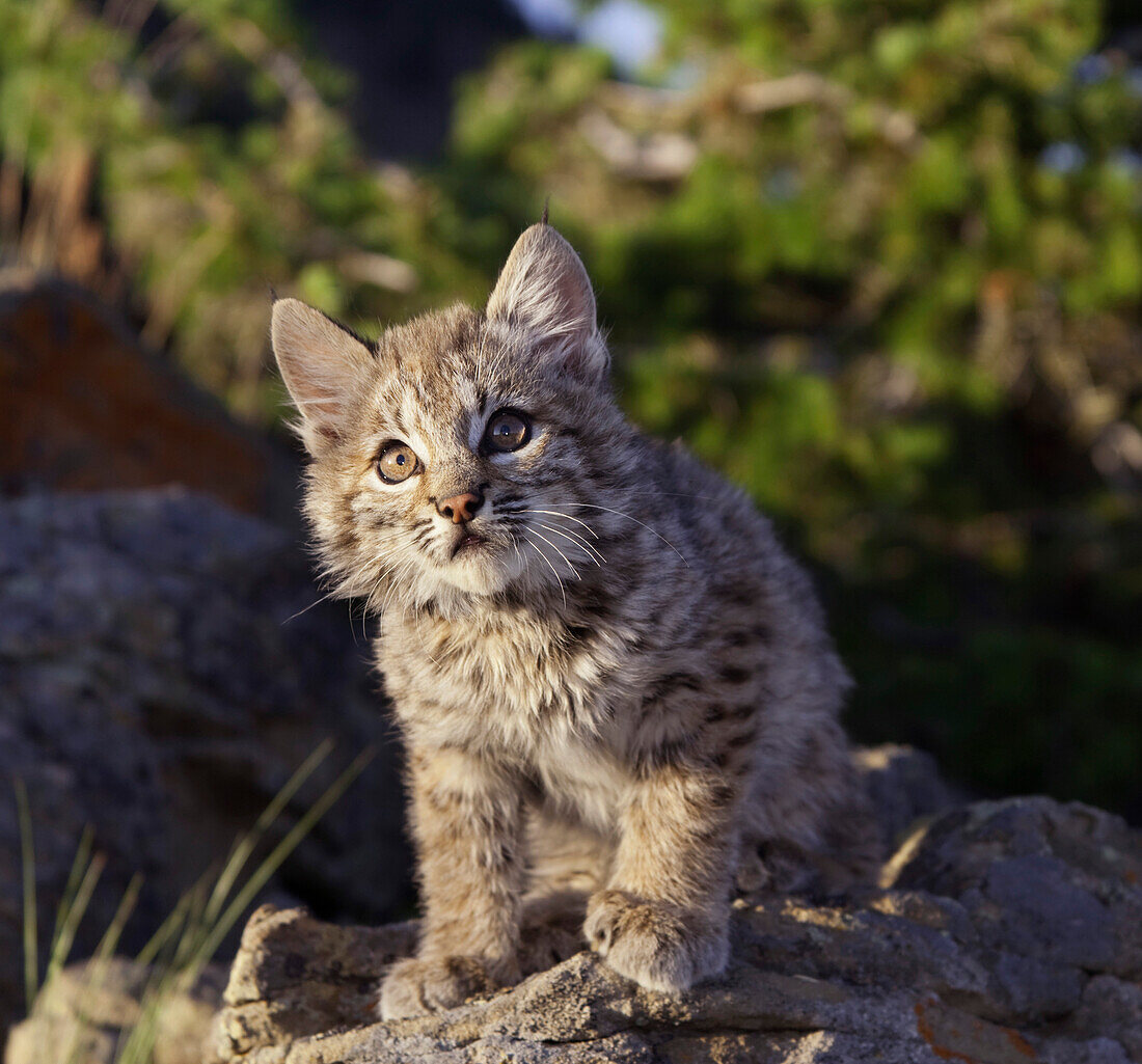 'Bobcat (Felis Rufus) Kitten Sits And Looks Up Alertly; Montana, United States Of America'
