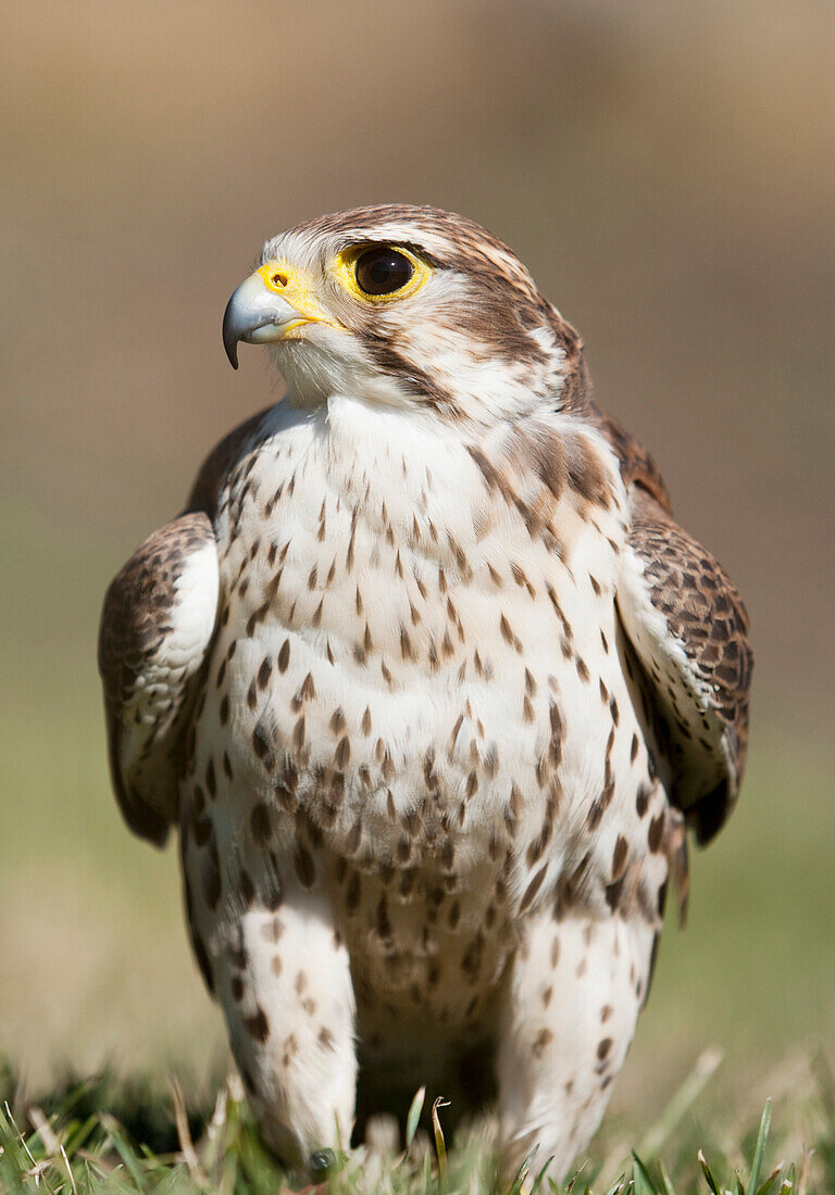 'Prairie Falcon Perches On The Ground Briefly After A Hunt; Montana, United States Of America'