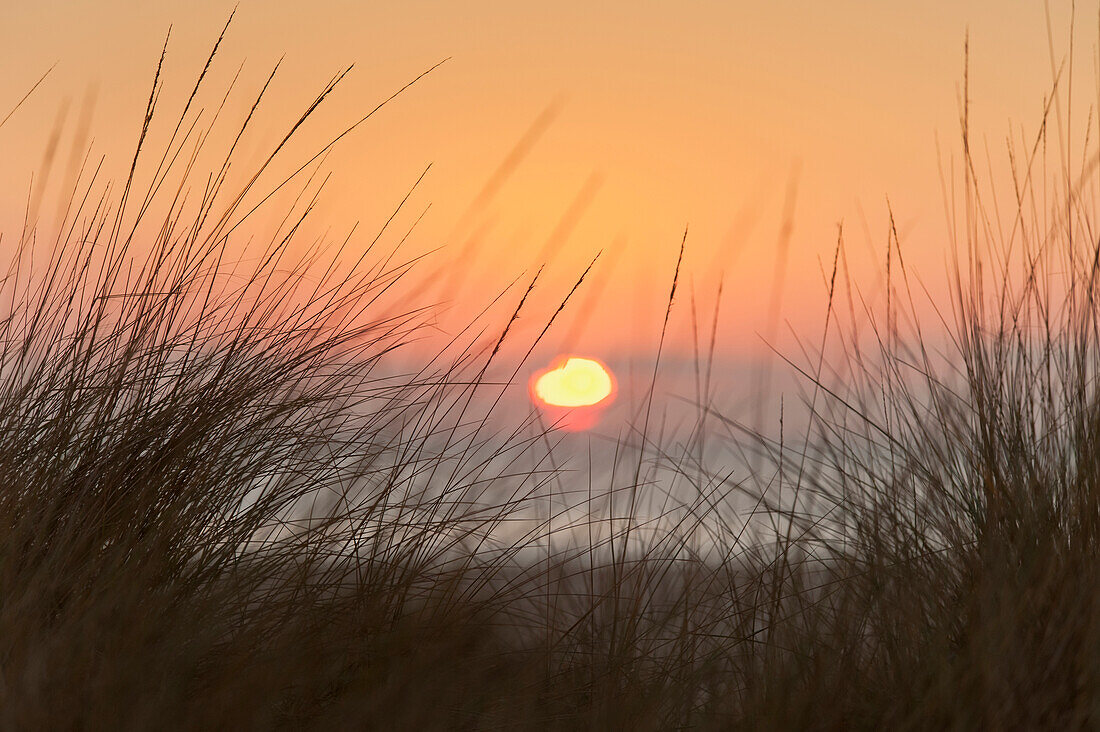 'Sunset Seen Through The Grass On Dos Mares Beach; Tarifa, Costa De La Luz, Cadiz, Andalusia, Spain'
