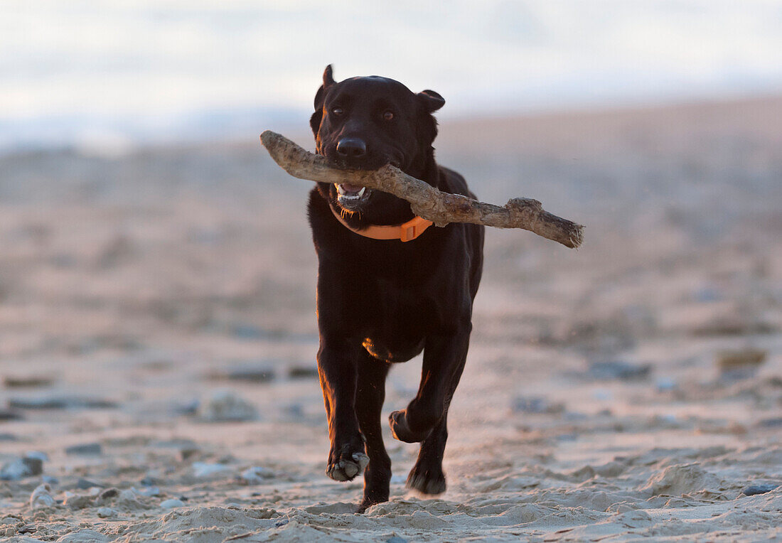 'Black Labrador Retriever Running With Stick On Beach; Tarifa, Cadiz, Spain'
