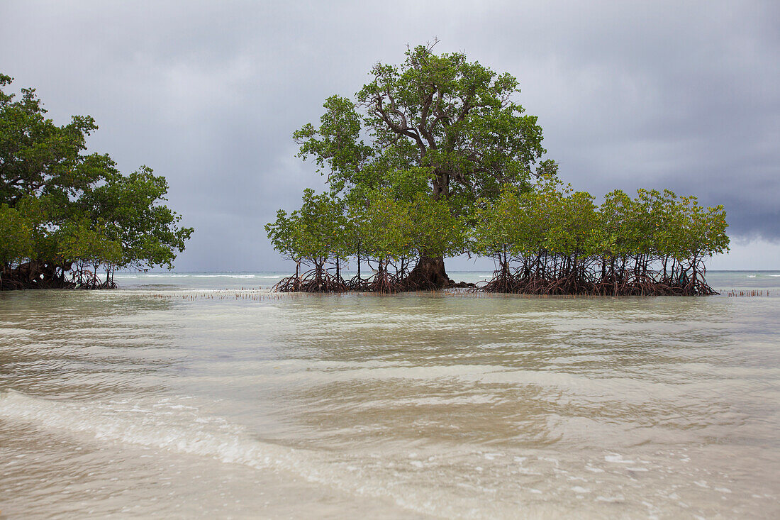 'Mangrove Trees On Island Coast; Siquijor, Philippines'