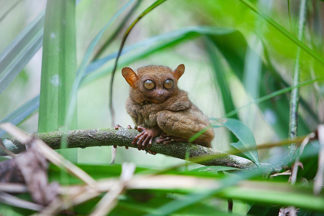 'A Wild Tarsier (Tarsius) Sits On A Branch Of A Tree At The Tarsier Research And Development Center; Island Of Bohol, Philippines'