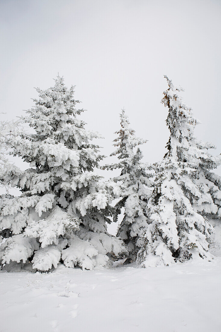 'Snow Covered Evergreen Trees; Calgary, Alberta, Canada'