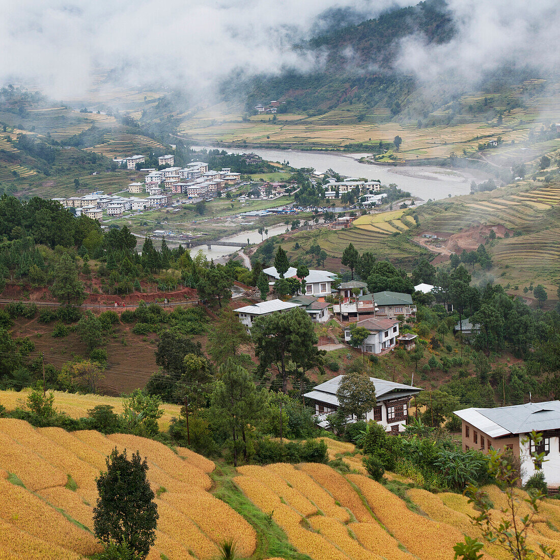 'View Of Rice Terraces And Houses In A Valley; Punakha District Bhutan'