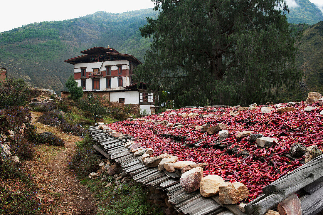 'Red Chili Harvested And Drying; Tamchhog Lhakhang Bhutan'
