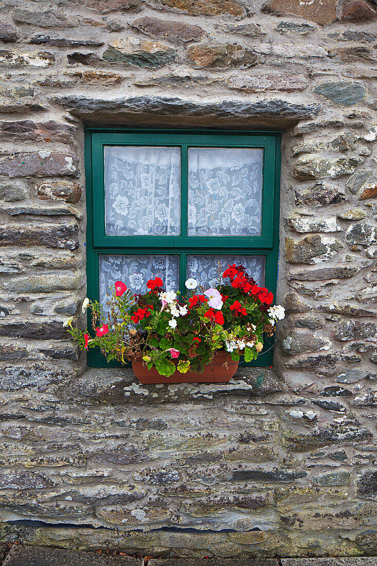 'Flowers Outside Window Of Gallarus Oratory Church; County Kerry Ireland'