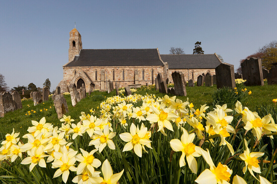 'Yellow Daffodils In A Cemetery Beside A Church; Ford Northumberland England'