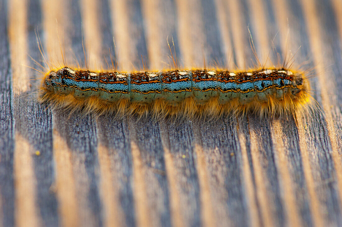 'Close-Up Of Colorful Caterpillar Crawling On Wood Surface; Ukiah California Usa'