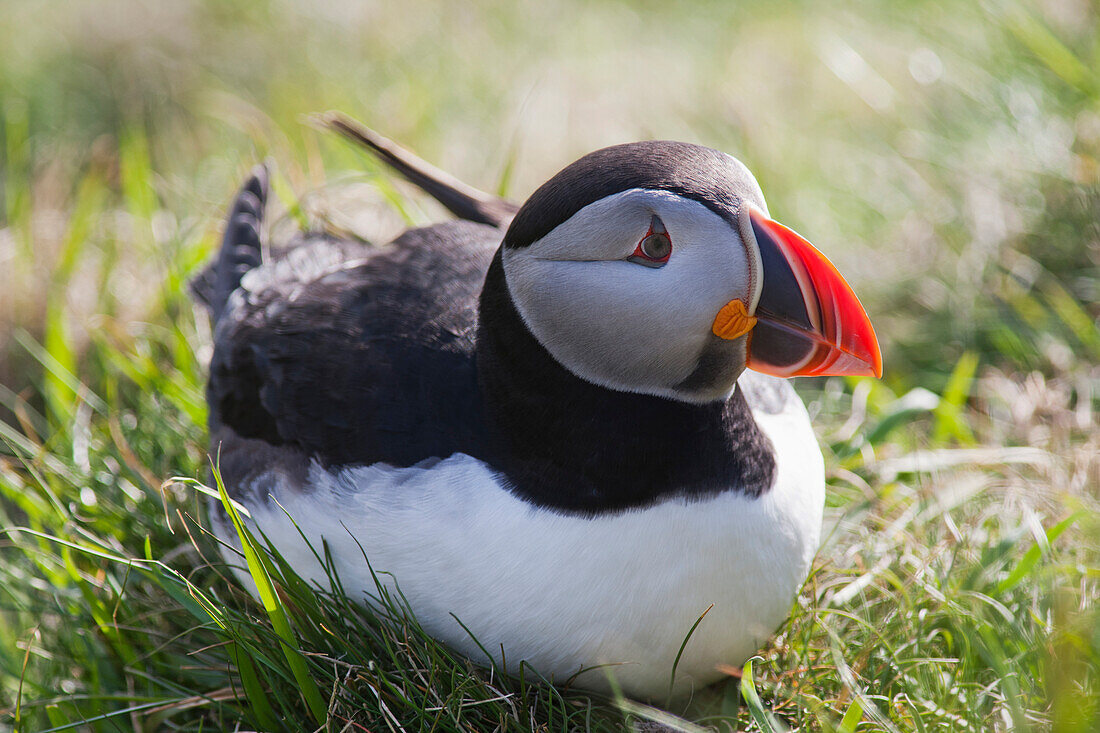 'A Puffin Sitting On The Grass; Shetland, Scotland'