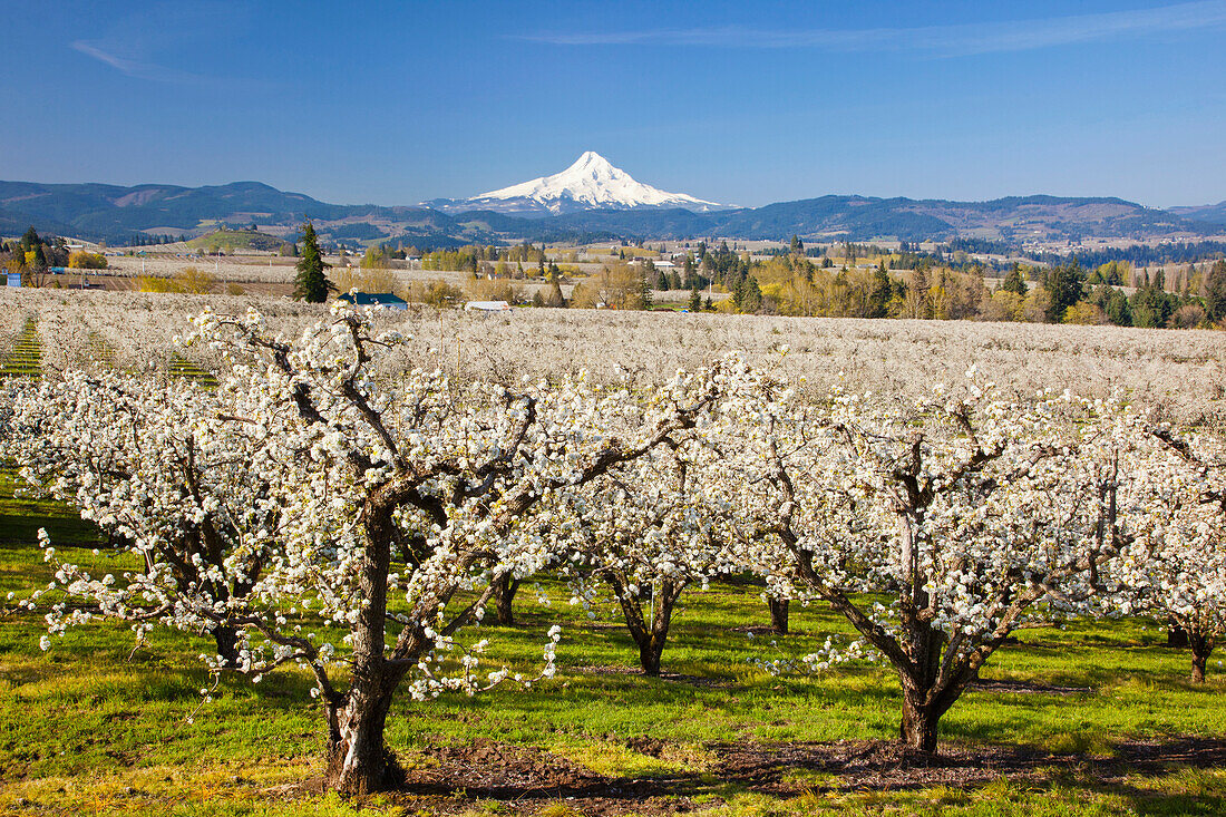 'Apple Blossom Trees And Mount Hood In Columbia River Gorge In The Pacific Northwest; Oregon, USA'