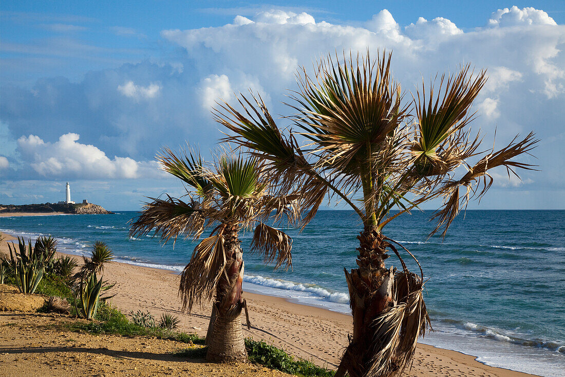 'Palm Trees And Lighthouse At Cape Trafalgar; Zahora, Spain'