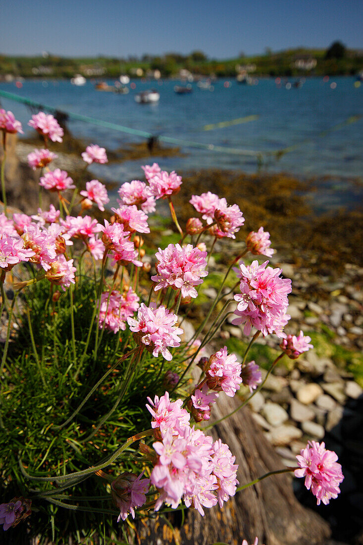 'Seathrift (Armeria Maritima) Growing On The Rocks; Castletownsend, County Cork, Ireland'