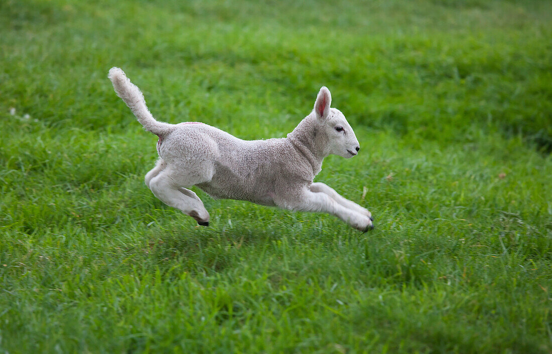 'A Lamb Leaping On The Grass; Northumberland, England'