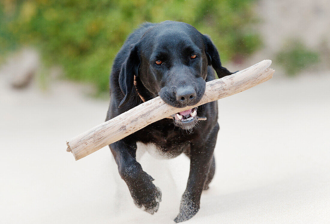 'A Black Dog Carrying A Stick In It's Mouth On Punta Paloma Beach; Tarifa, Cadiz, Andalusia, Spain'