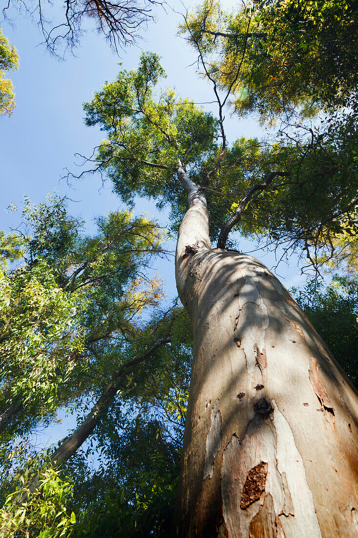 'Sturdy Tree Trunk Reaching Skywards; Torremolinos, Malaga, Andalusia, Spain'