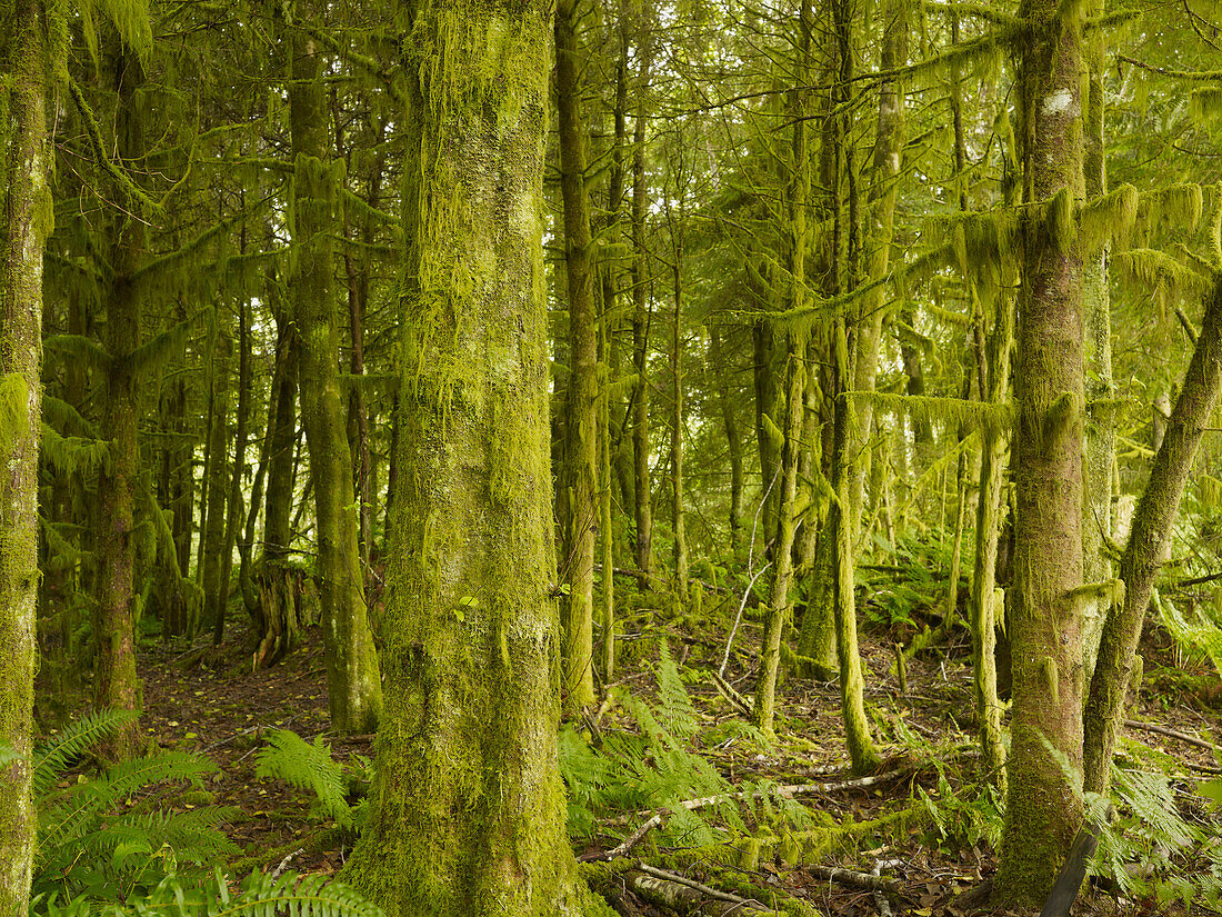 'A Lush Forest; Tofino, British Columbia, Canada'
