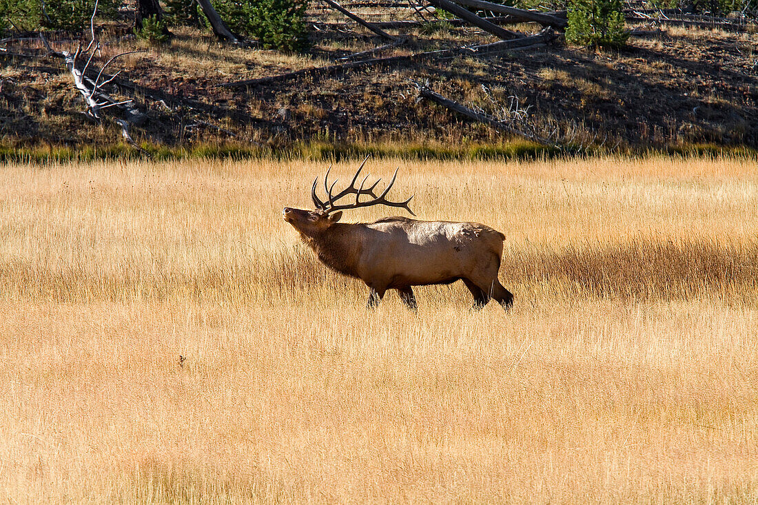 Bull Elk, Yellowstone National Park, Near Madison River, Montana, Usa