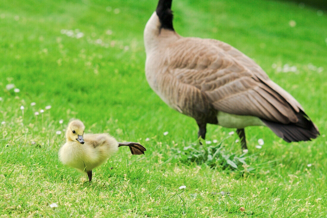 Canada Goose And Goslings, Crystal Springs Rhododendron Garden, Portland, Oregon, Usa