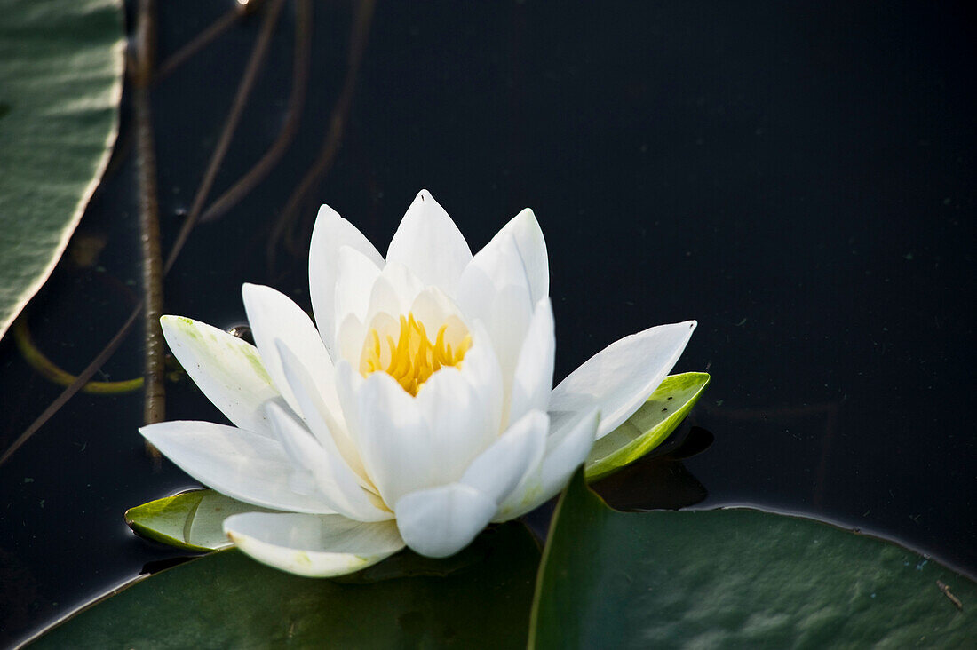 Water Lily (Nymphaeaceae)