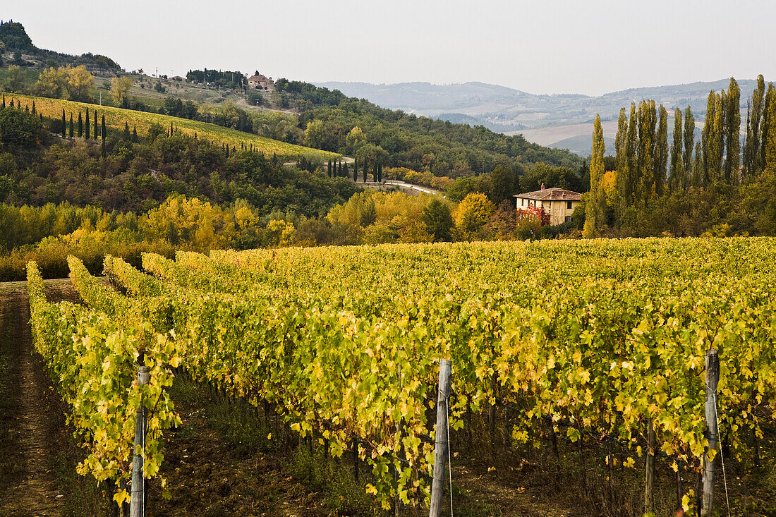 Vineyards, Chianti, Tuscany, Italy