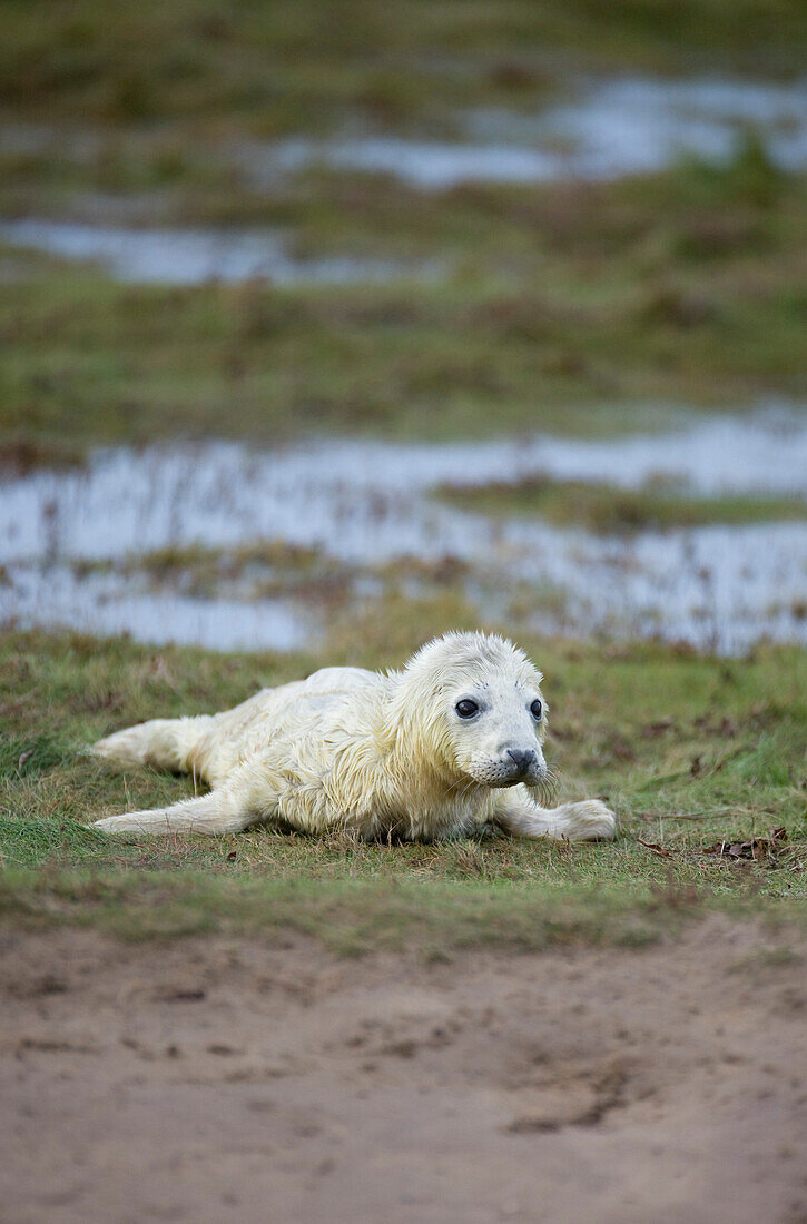 'Gray Seal (Halichoerus Grypus), Donna Nook, Lincolnshire, England; Baby Seal Playing On The Ground'