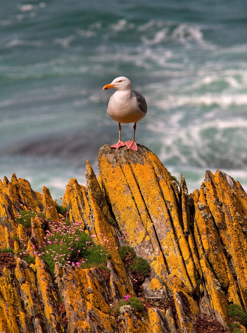 A Herring Gull, Colonsay, Scotland