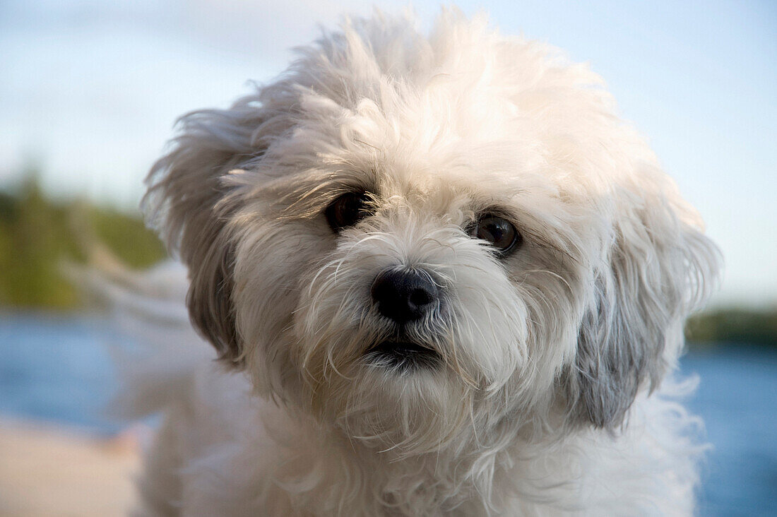 Portrait Of White Dog