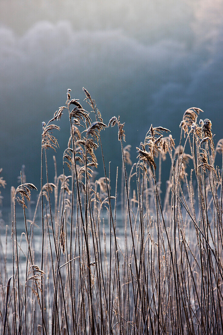 Frozen Reeds At The Shore Of A Lake, Cumbria, England